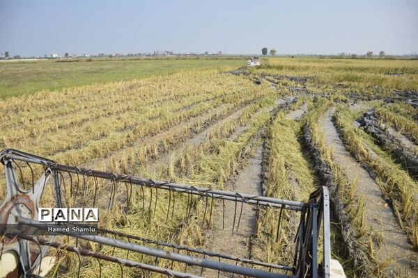 برداشت کشت دوم در شالیزارهای بابلسر