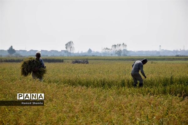 برداشت کشت دوم در شالیزارهای بابلسر