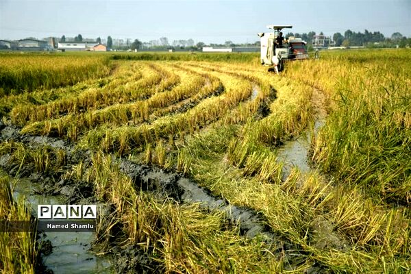 برداشت کشت دوم در شالیزارهای بابلسر