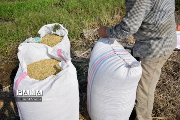 برداشت کشت دوم در شالیزارهای بابلسر