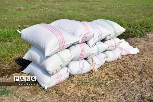 برداشت کشت دوم در شالیزارهای بابلسر