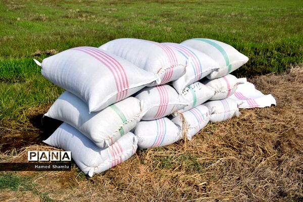 برداشت کشت دوم در شالیزارهای بابلسر