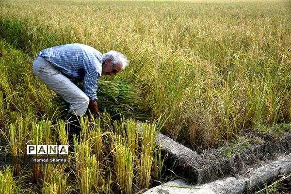 برداشت کشت دوم در شالیزارهای بابلسر
