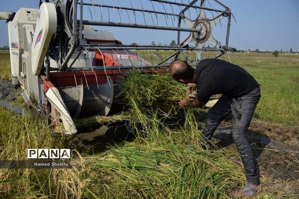 برداشت کشت دوم در شالیزارهای بابلسر