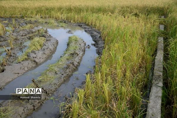 برداشت کشت دوم در شالیزارهای بابلسر