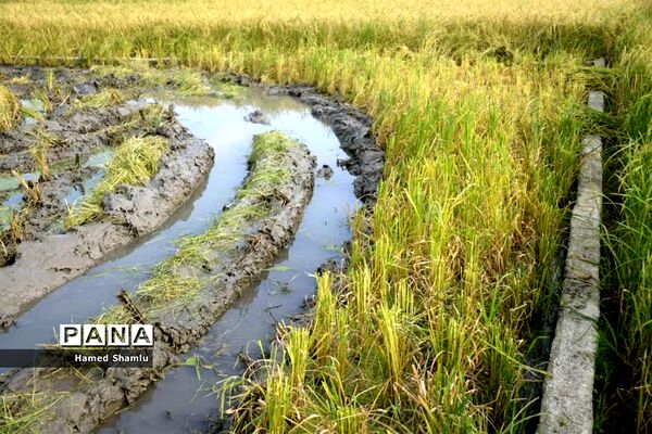 برداشت کشت دوم در شالیزارهای بابلسر