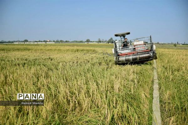 برداشت کشت دوم در شالیزارهای بابلسر