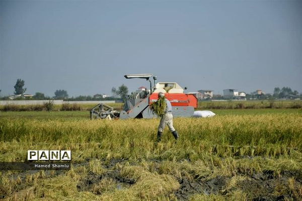 برداشت کشت دوم در شالیزارهای بابلسر