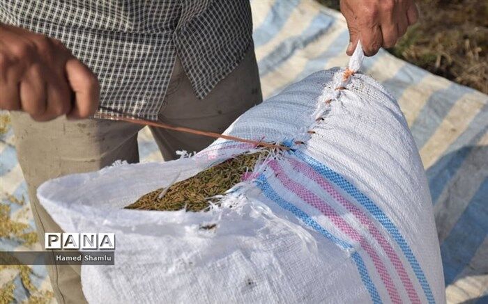 امسال ۵۸۰ هزار تن برنج به ارزش ۵۳۳ میلیون دلار ترخیص شده است