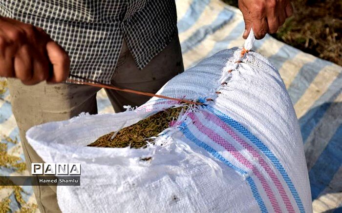 امسال ۵۸۰ هزار تن برنج به ارزش ۵۳۳ میلیون دلار ترخیص شده است