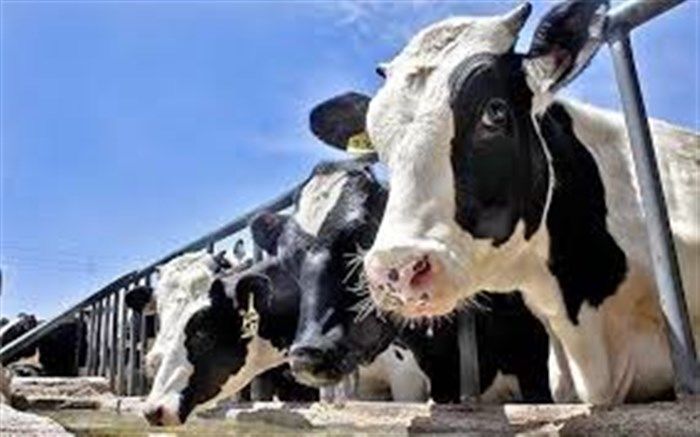 مدیرعامل اتحادیه سراسری دامداران: قیمت نهاده‌های دامی در بازار آزاد به‌زودی کاهش می‌یابد