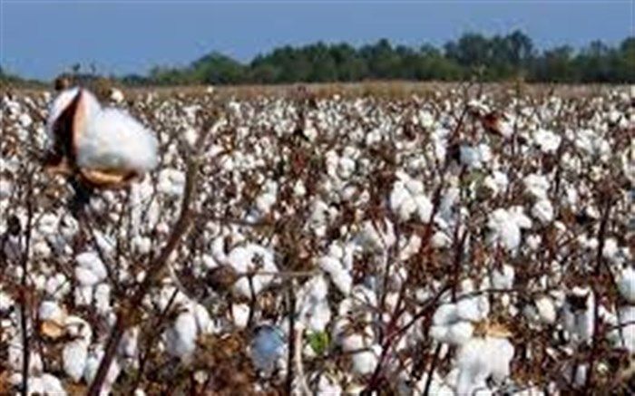 تامین ارز واردات کمباین کاشت پنبه