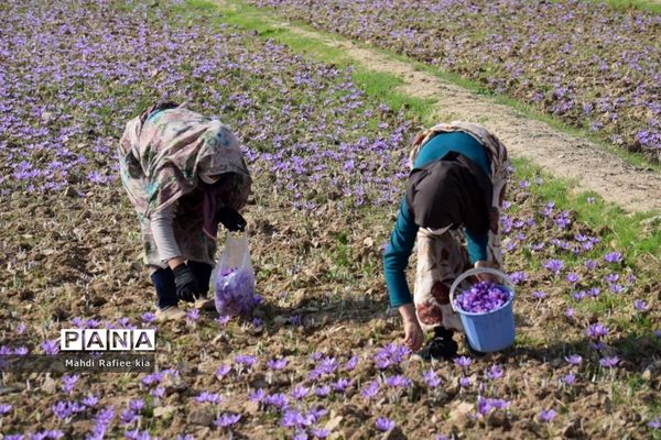برداشت زعفران از شهرستان مرند شهر جدید بناب