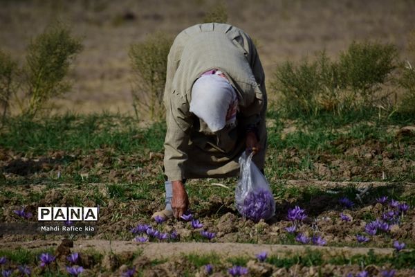 برداشت زعفران از شهرستان مرند شهر جدید بناب