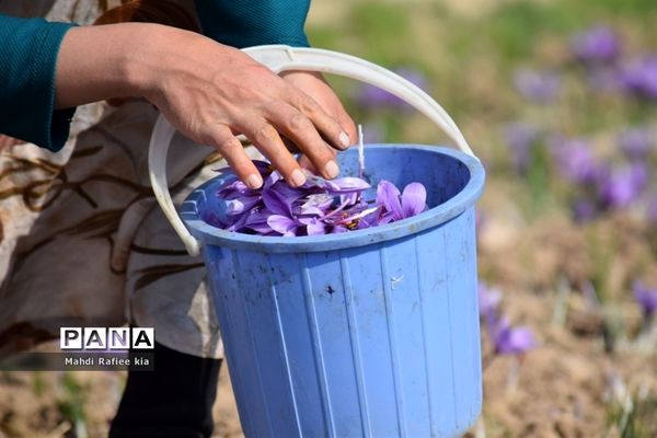 برداشت زعفران از شهرستان مرند شهر جدید بناب