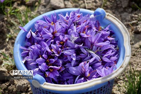 برداشت زعفران از شهرستان مرند شهر جدید بناب