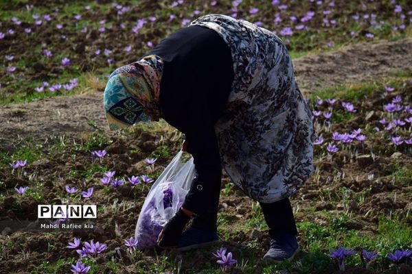 برداشت زعفران از شهرستان مرند شهر جدید بناب