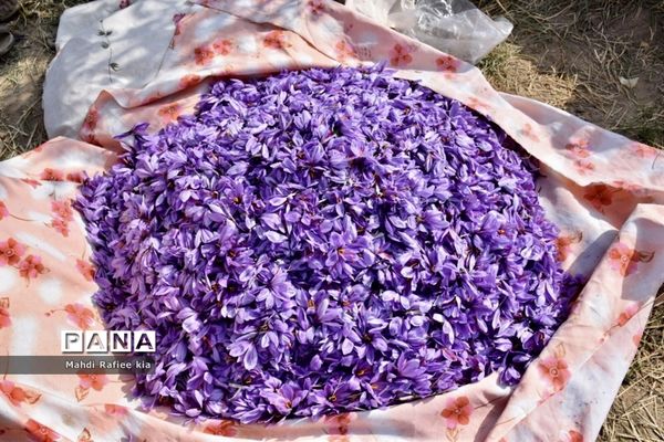 برداشت زعفران از شهرستان مرند شهر جدید بناب