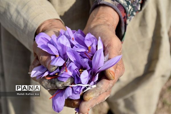 برداشت زعفران از شهرستان مرند شهر جدید بناب