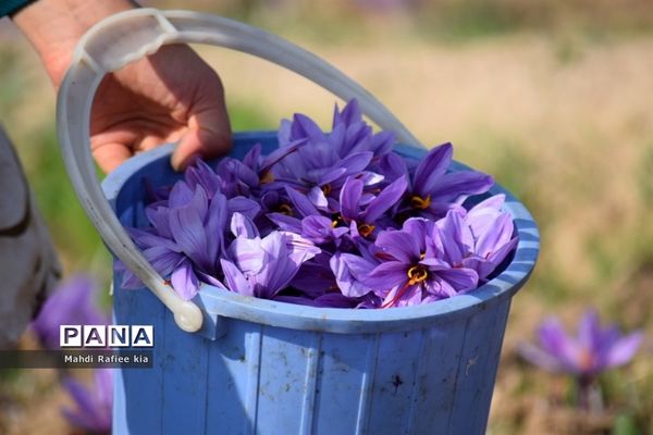 برداشت زعفران از شهرستان مرند شهر جدید بناب