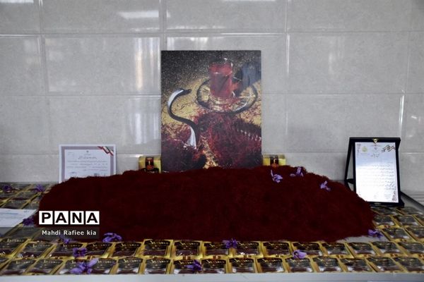 برداشت زعفران از شهرستان مرند شهر جدید بناب