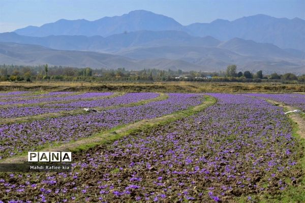 برداشت زعفران از شهرستان مرند شهر جدید بناب