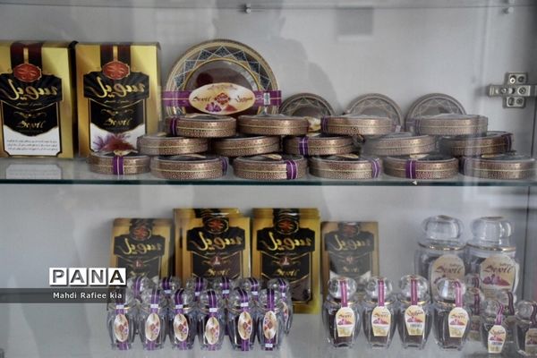 برداشت زعفران از شهرستان مرند شهر جدید بناب