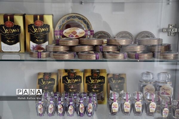 برداشت زعفران از شهرستان مرند شهر جدید بناب