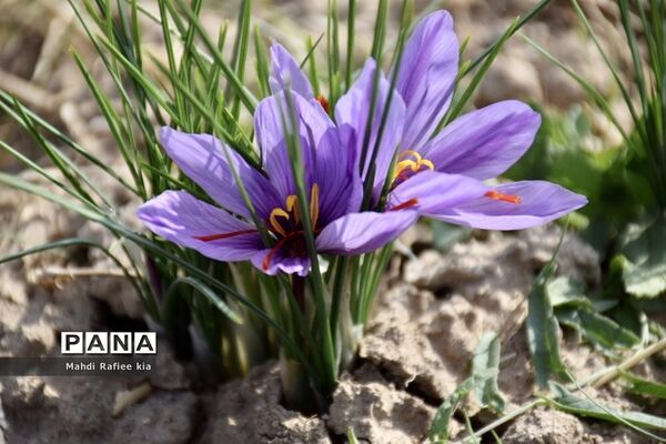برداشت زعفران از شهرستان مرند شهر جدید بناب