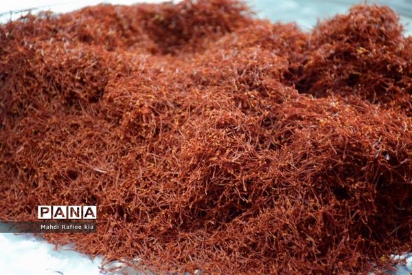 برداشت زعفران از شهرستان مرند شهر جدید بناب