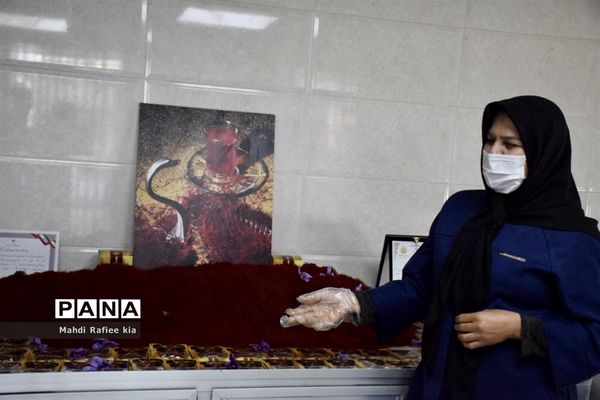 برداشت زعفران از شهرستان مرند شهر جدید بناب