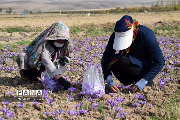 برداشت زعفران از شهرستان مرند شهر جدید بناب