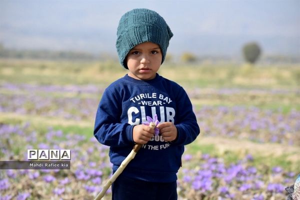 برداشت زعفران از شهرستان مرند شهر جدید بناب