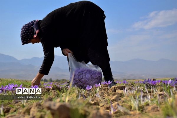 برداشت زعفران از شهرستان مرند شهر جدید بناب