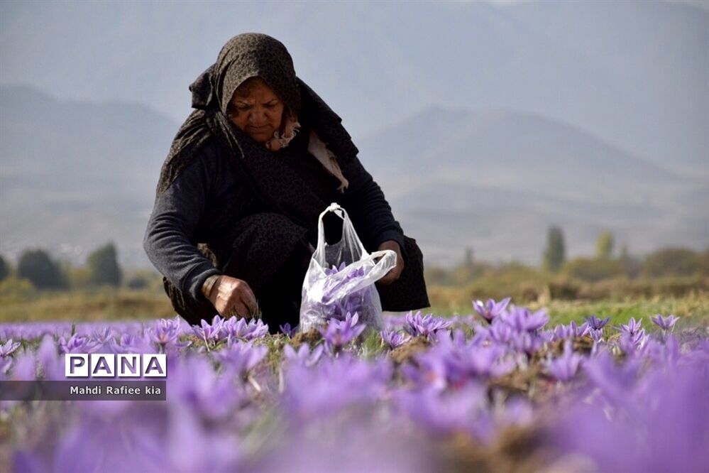 وزیر جهاد کشاورزی: خرید حمایتی زعفران از هفته آینده آغاز می‌شود