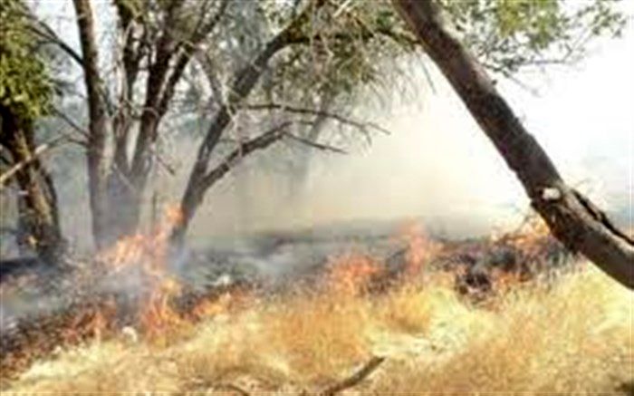 ۱۲۳ هکتار از جنگل های گیلان طعمه حریق شد