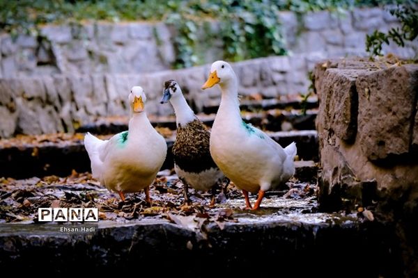 جلوه گری پاییز در مشهد