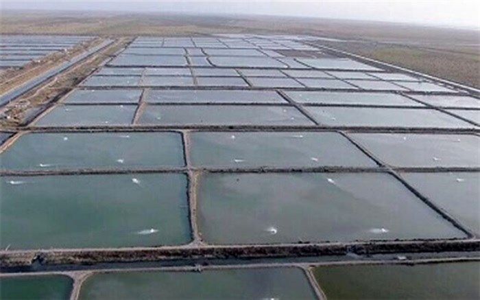 تامین سویا، یکی از مشکلات پرورش دهندگان میگوی استان بوشهر