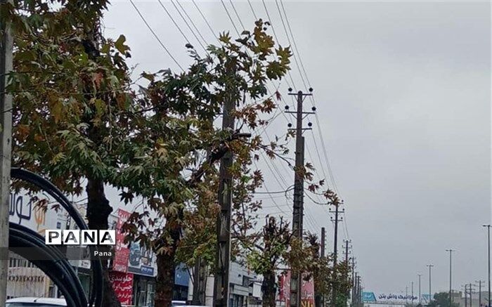 درختانی که به نفع حریم شبکه برق بی‌ سر می‌شوند