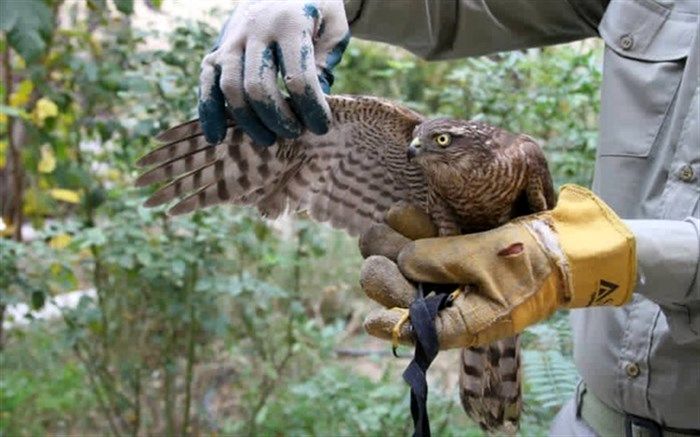 کشف پرنده شکاری از فرد متخلف در غرب استان تهران