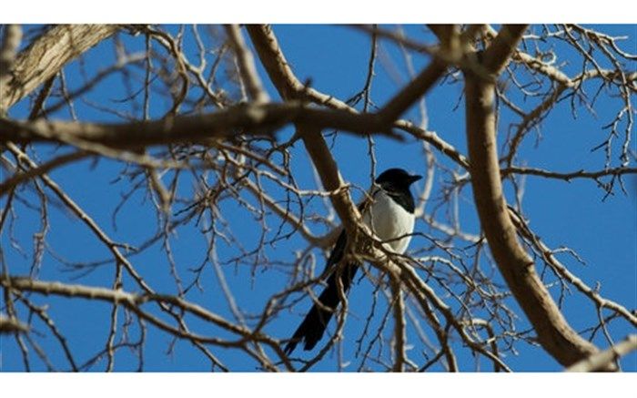 هوای اصفهان پس از ۲ هفته سالم شد