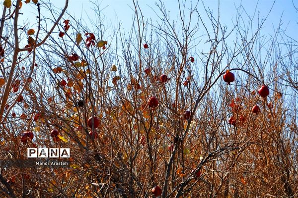 وقتی رنگ ها مهمان برگ ها میشود.