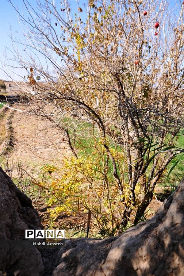 وقتی رنگ ها مهمان برگ ها میشود.