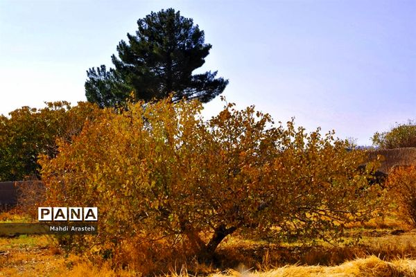 وقتی رنگ ها مهمان برگ ها میشود.