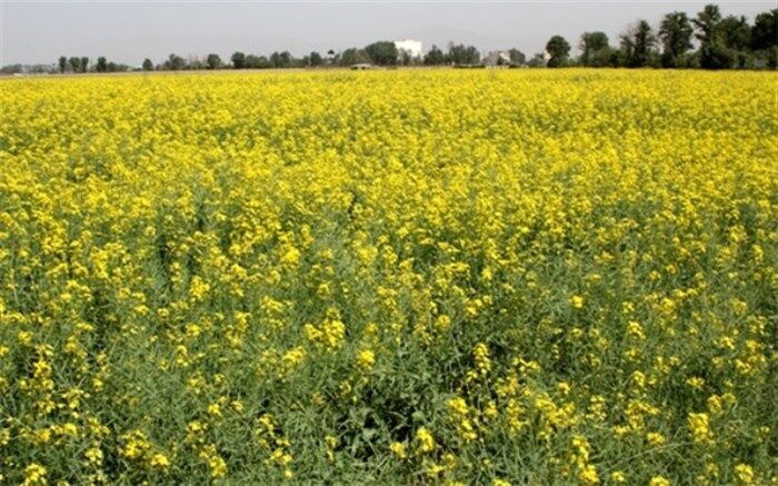 کشت کلزا در بمپور 100 درصد افزایش خواهد داشت