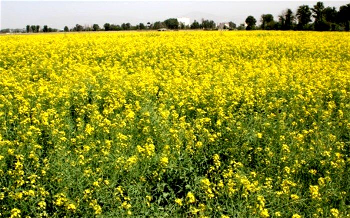 کشت کلزا در بمپور 100 درصد افزایش خواهد داشت