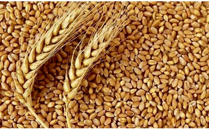 کاهش سطح زیرکشت گندم کذب است