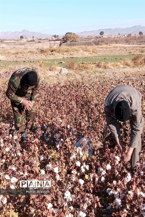 جمع آوری محصول کشاورزی خانواده نیازمند باهمکاری کارکنان فرماندهی سپاه