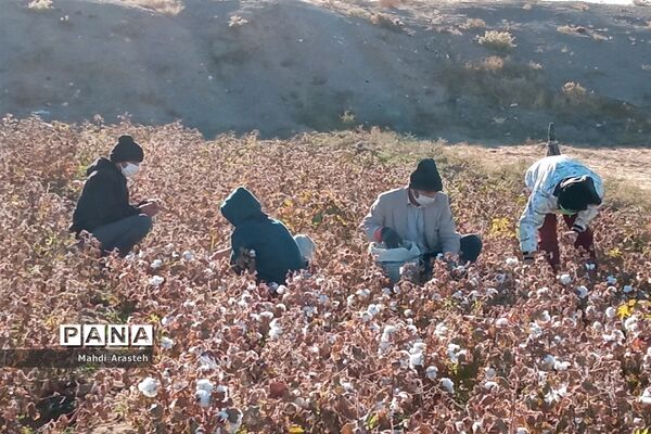 جمع آوری محصول کشاورزی خانواده نیازمند باهمکاری کارکنان فرماندهی سپاه