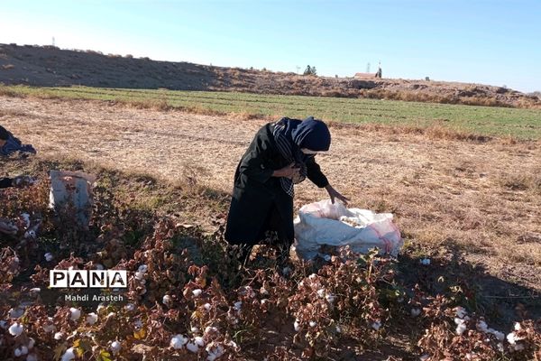جمع آوری محصول کشاورزی خانواده نیازمند باهمکاری کارکنان فرماندهی سپاه